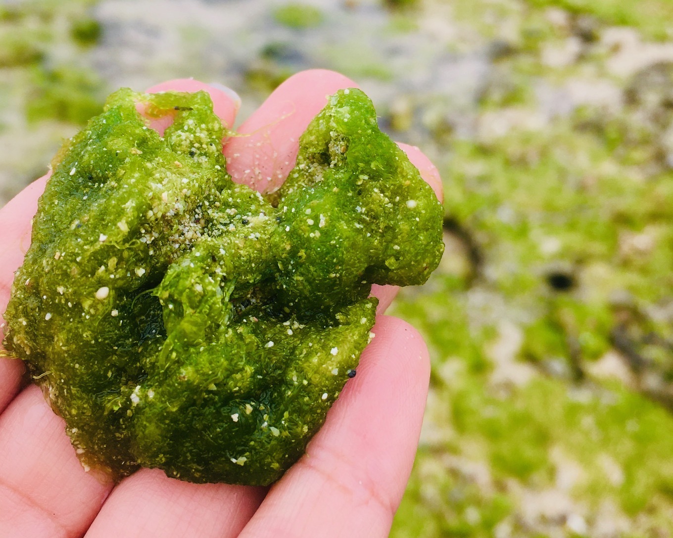 徳之島 旬のアオサ採りとお吸い物を作って食べましょう お土産付き Aini アイニ 夢中が集まる体験プラットフォーム