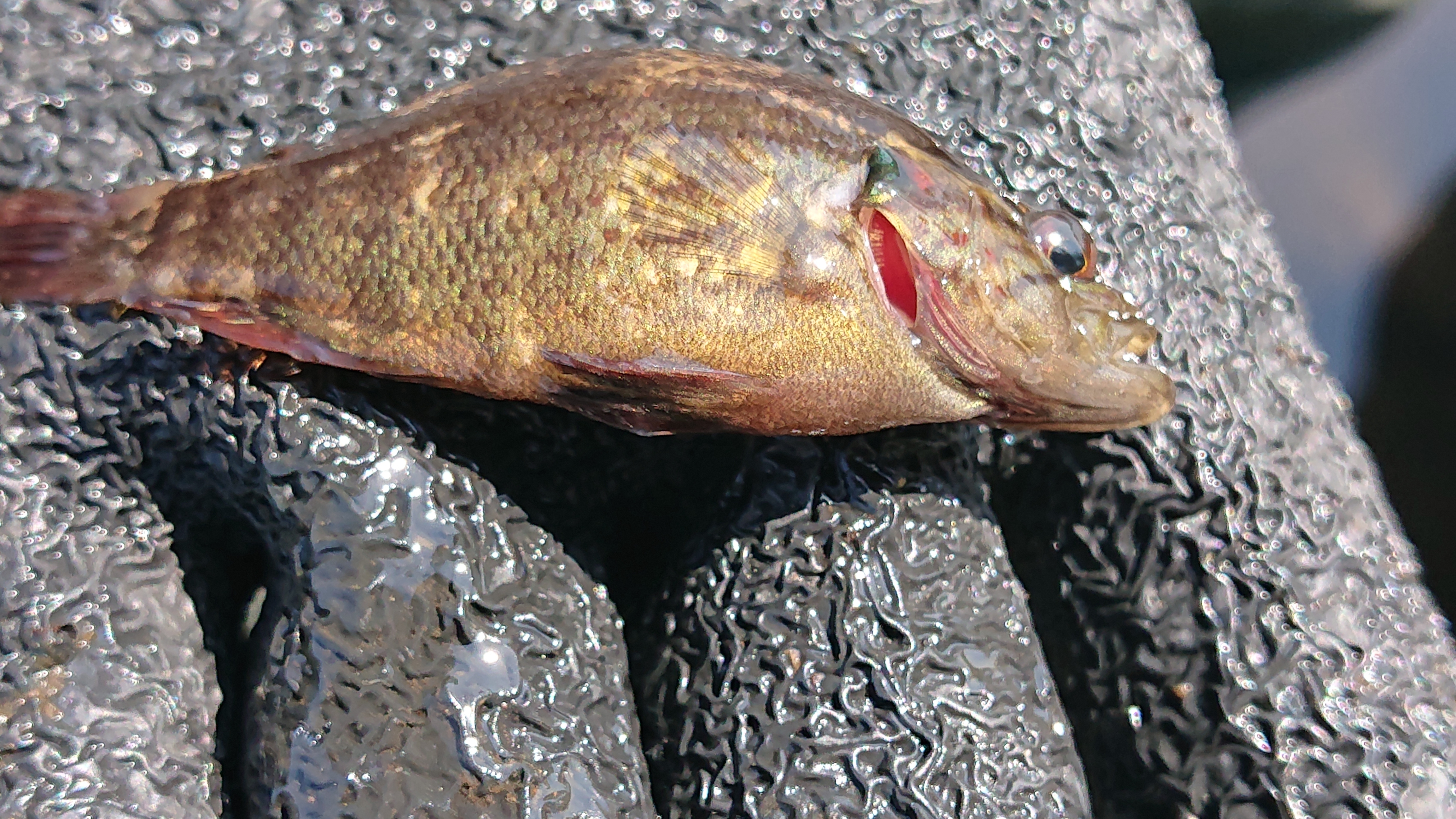 川崎市麻生区おすすめ体験ランキング Aini アイニー 夢中が集まる体験プラットフォーム