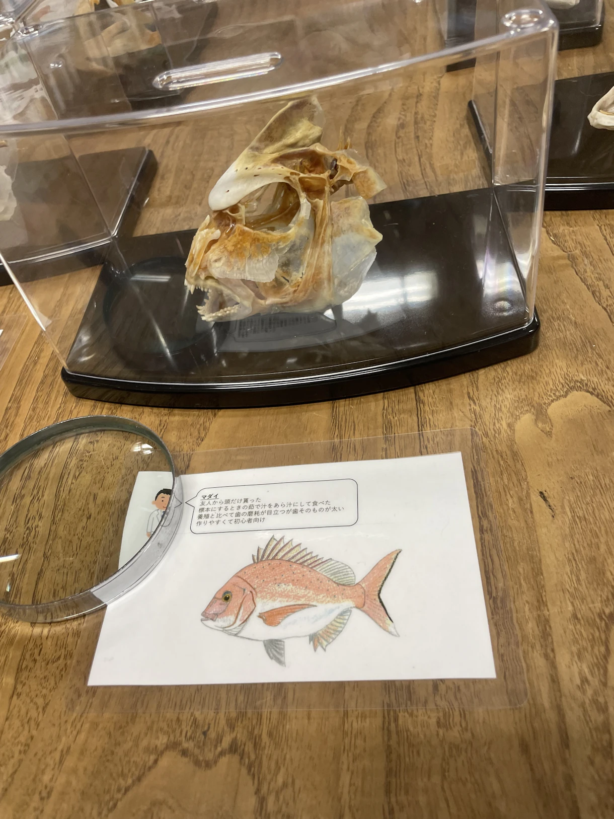 インパクト大！自由研究に魚の頭の骨格標本！自由研究から始まったとか