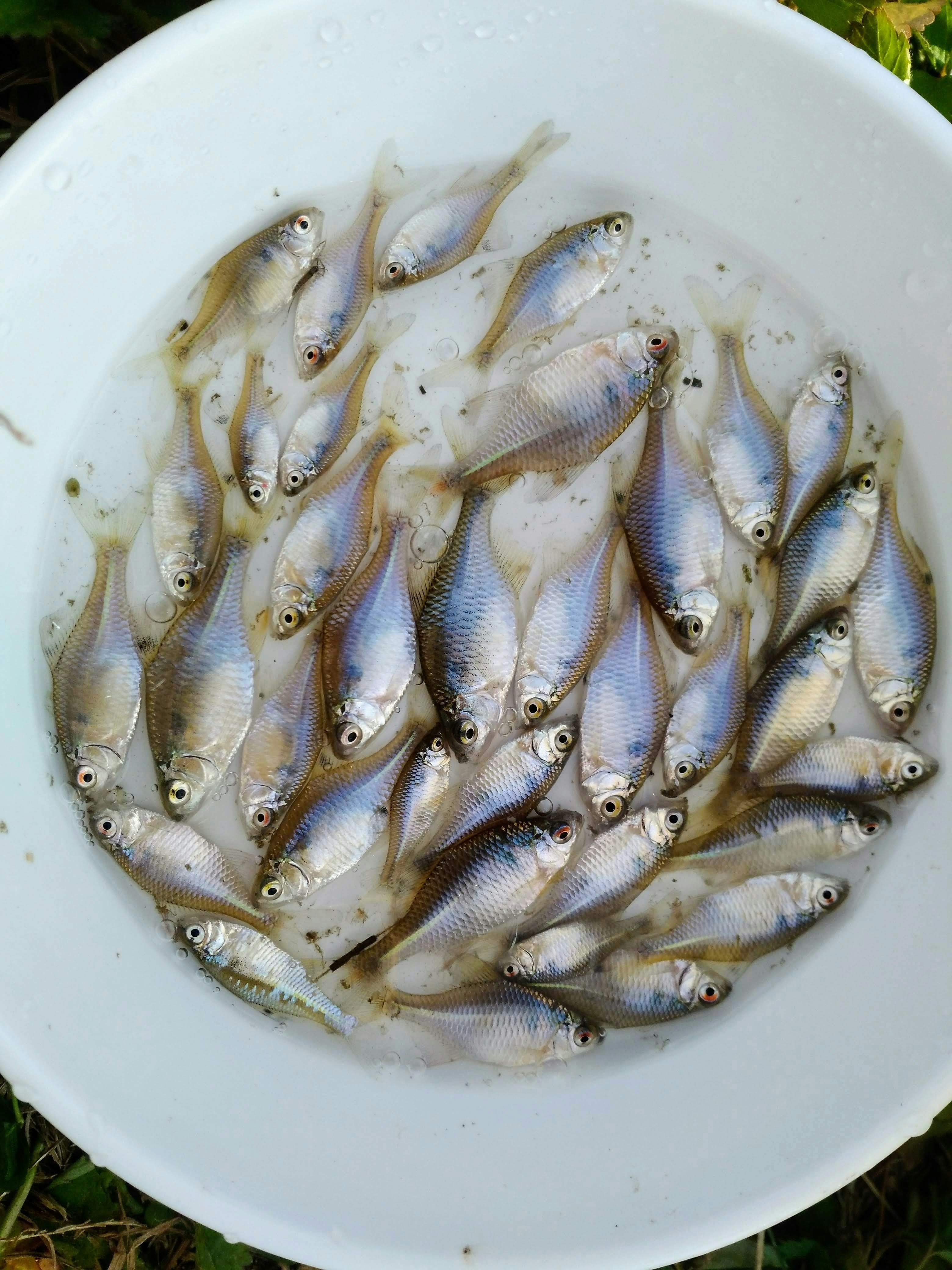 霞ヶ浦のタナゴ釣り】釣れる場所は限られてる