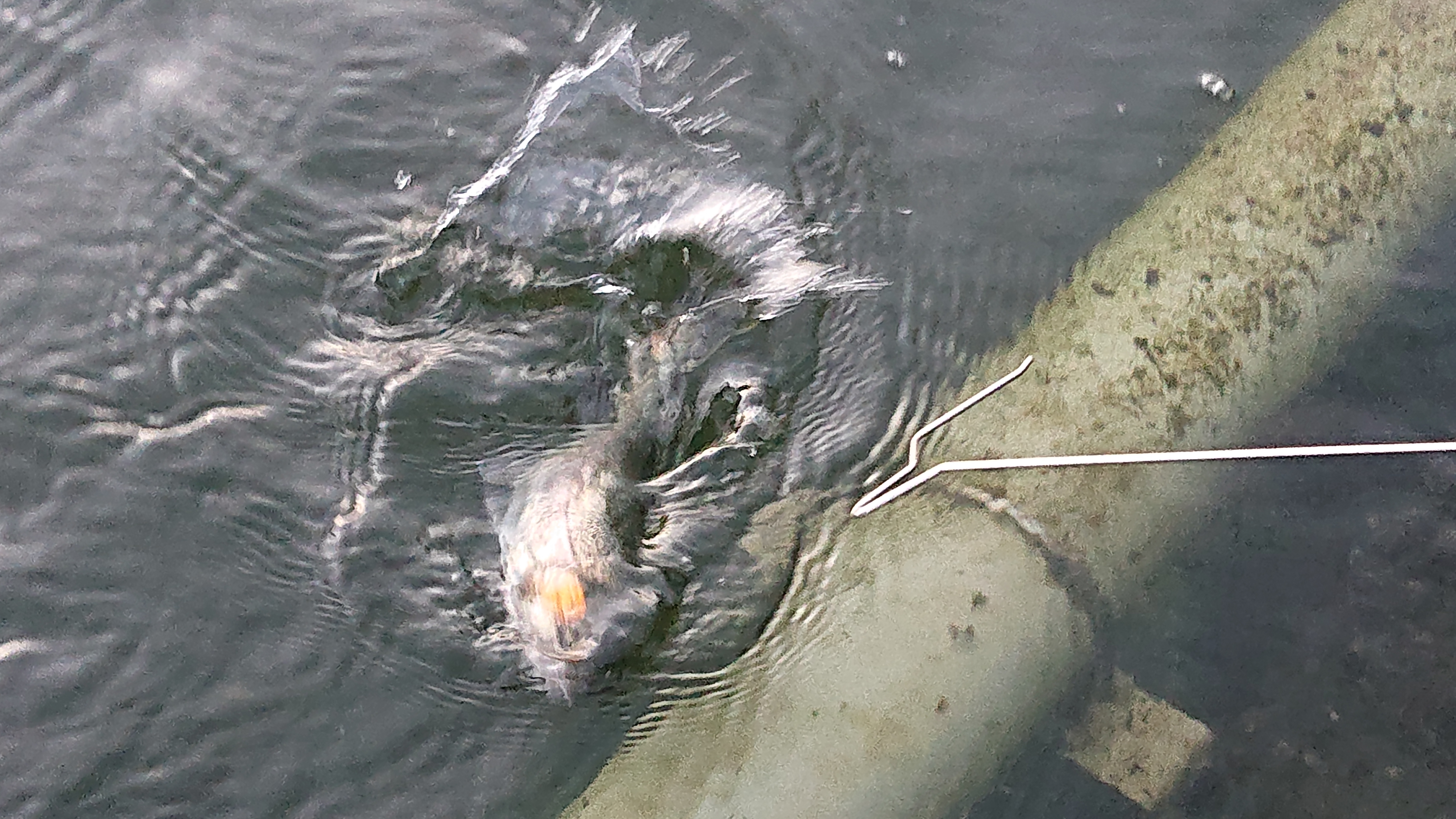 川崎市多摩区の釣り体験人気体験ランキング Aini アイニ 夢中が集まる体験プラットフォーム