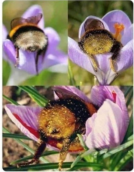 ミツバチの絶滅 人類の滅亡 閲覧注意 可愛いミツバチおしり写真有 Aini アイニ 夢中が集まる体験プラットフォーム