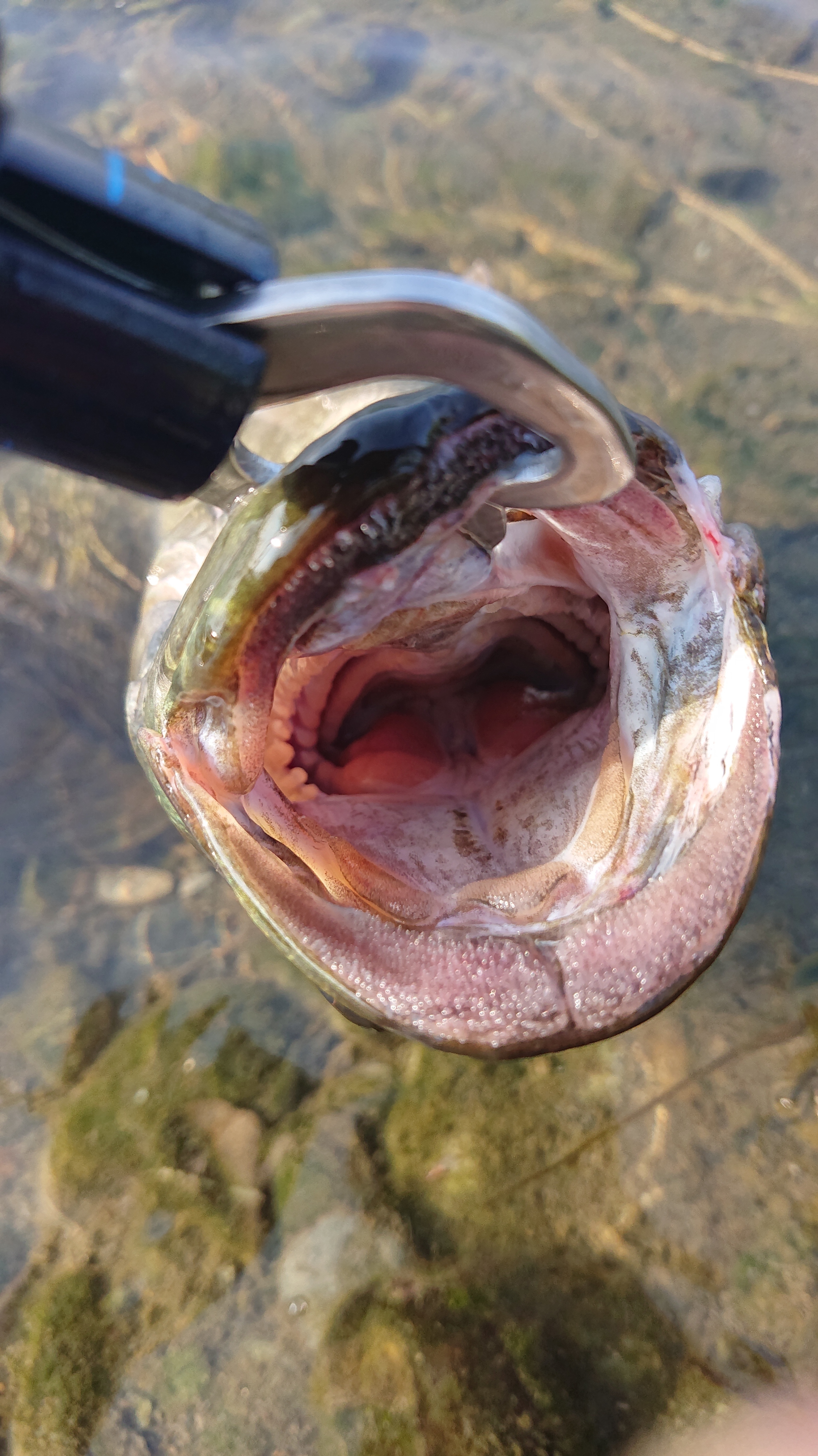 家族向け 多摩川 スモールマウスバス ナマズ ニゴイ釣り体験 ワーム Aini アイニー 夢中が集まる体験プラットフォーム