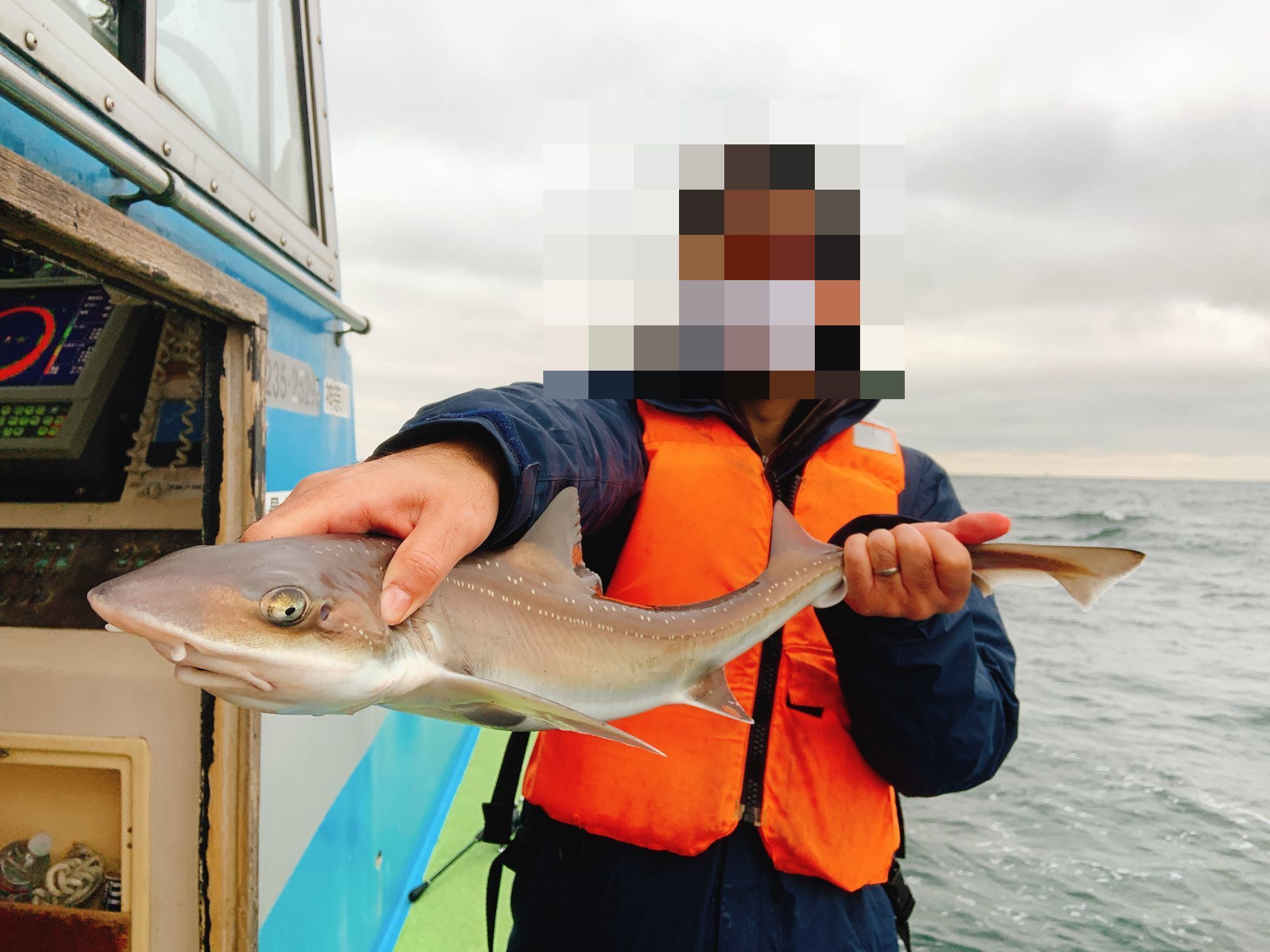 ホシザメ 星鮫 という魚がよく釣れています Aini アイニー 夢中が集まる体験プラットフォーム