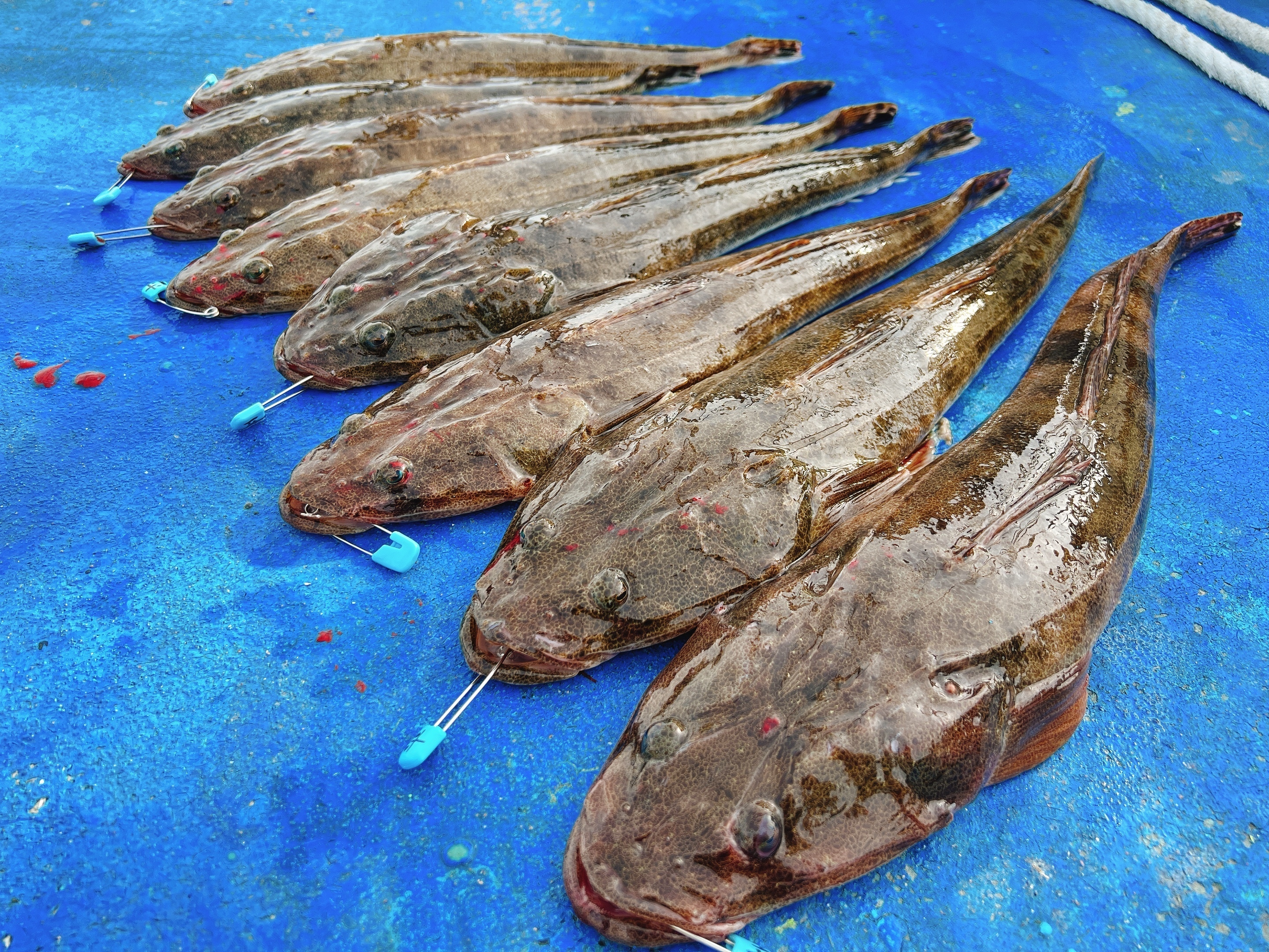 知る人ぞ知る東京湾の高級魚 マゴチ がよく釣れています Aini Experiential Platform To Gather Enthusiasts