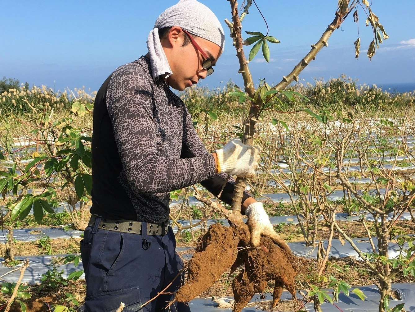 徳之島産キャッサバ生芋イエロー20キロ-