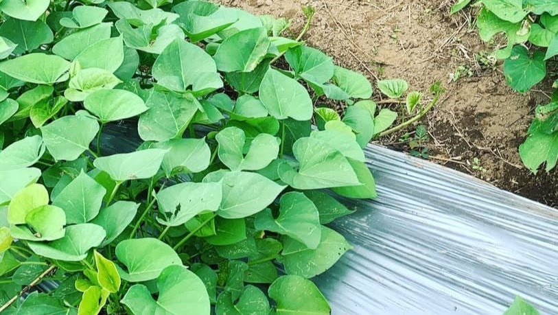 埼玉県の芋掘りおすすめ体験ランキング Aini アイニー 夢中が集まる体験プラットフォーム