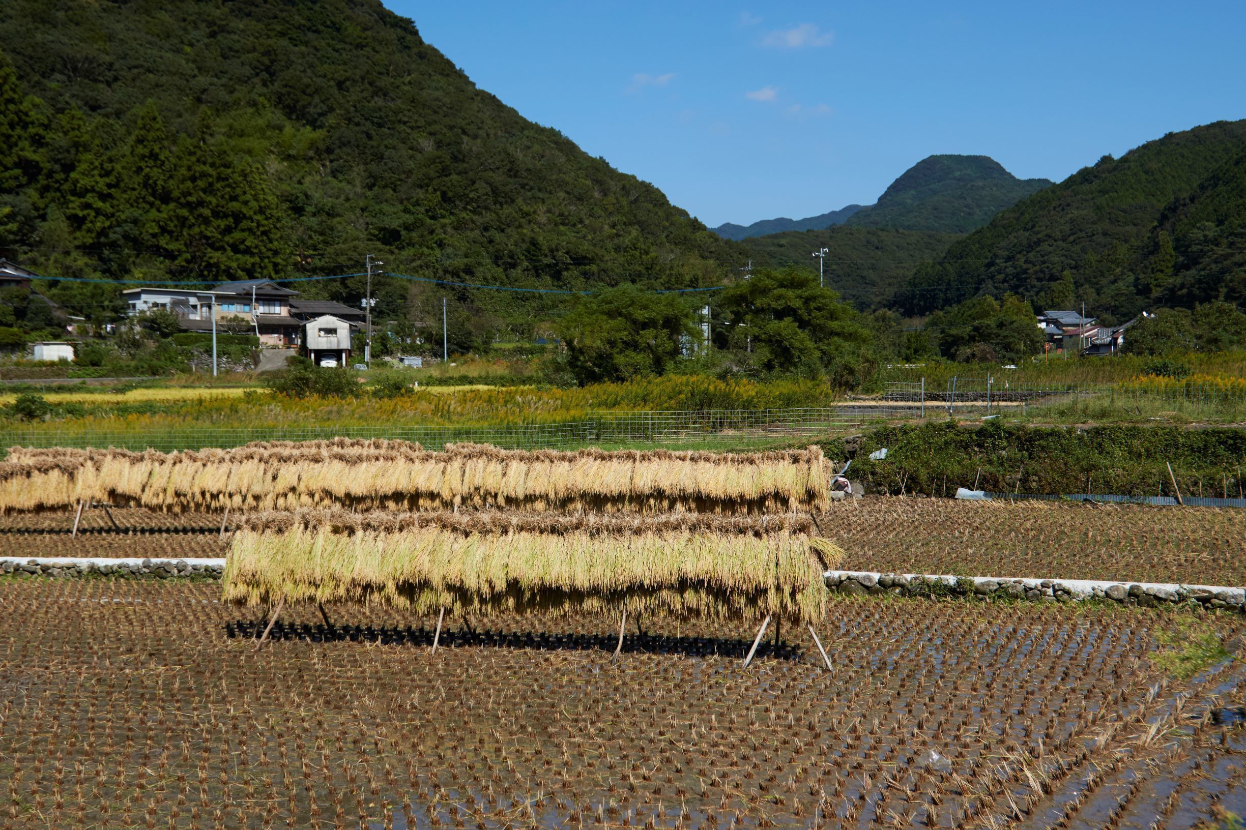 長崎県の稲刈り体験人気体験ランキング Aini アイニ 夢中が集まる体験プラットフォーム