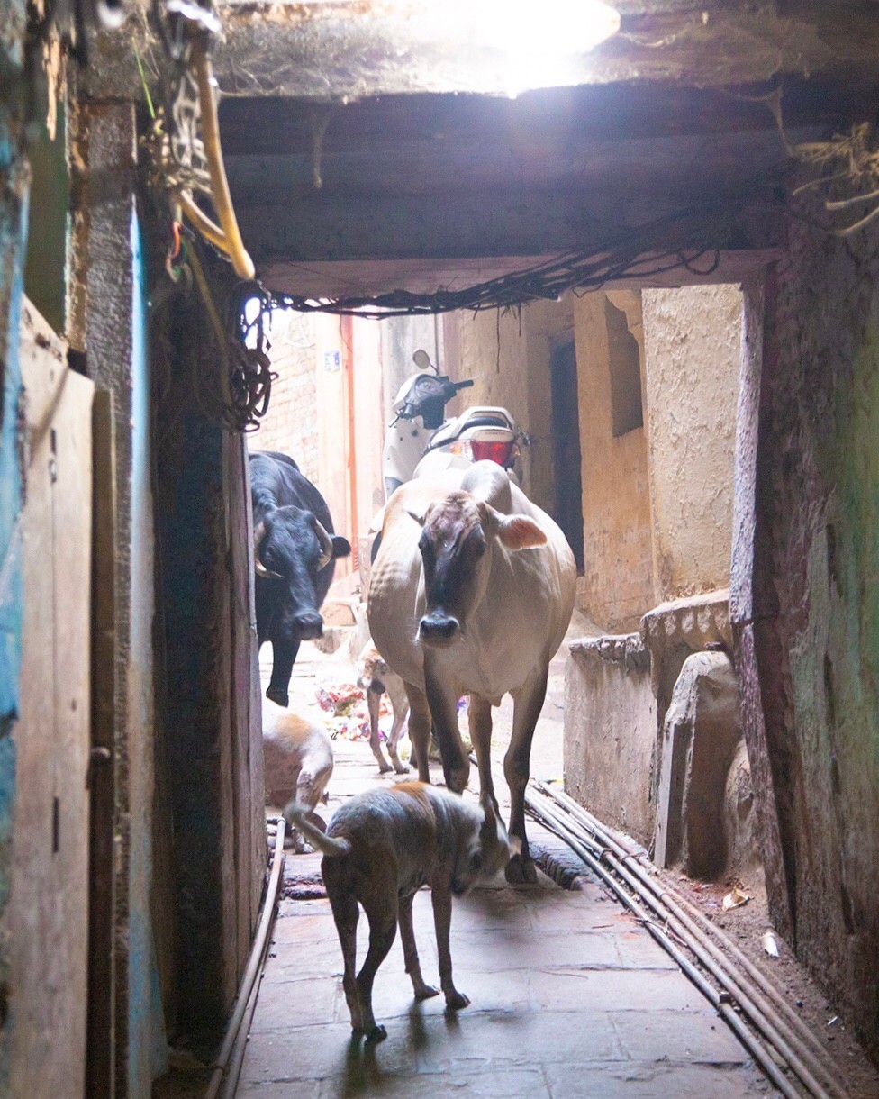 丑年といえばインド Aini アイニー 夢中が集まる体験プラットフォーム