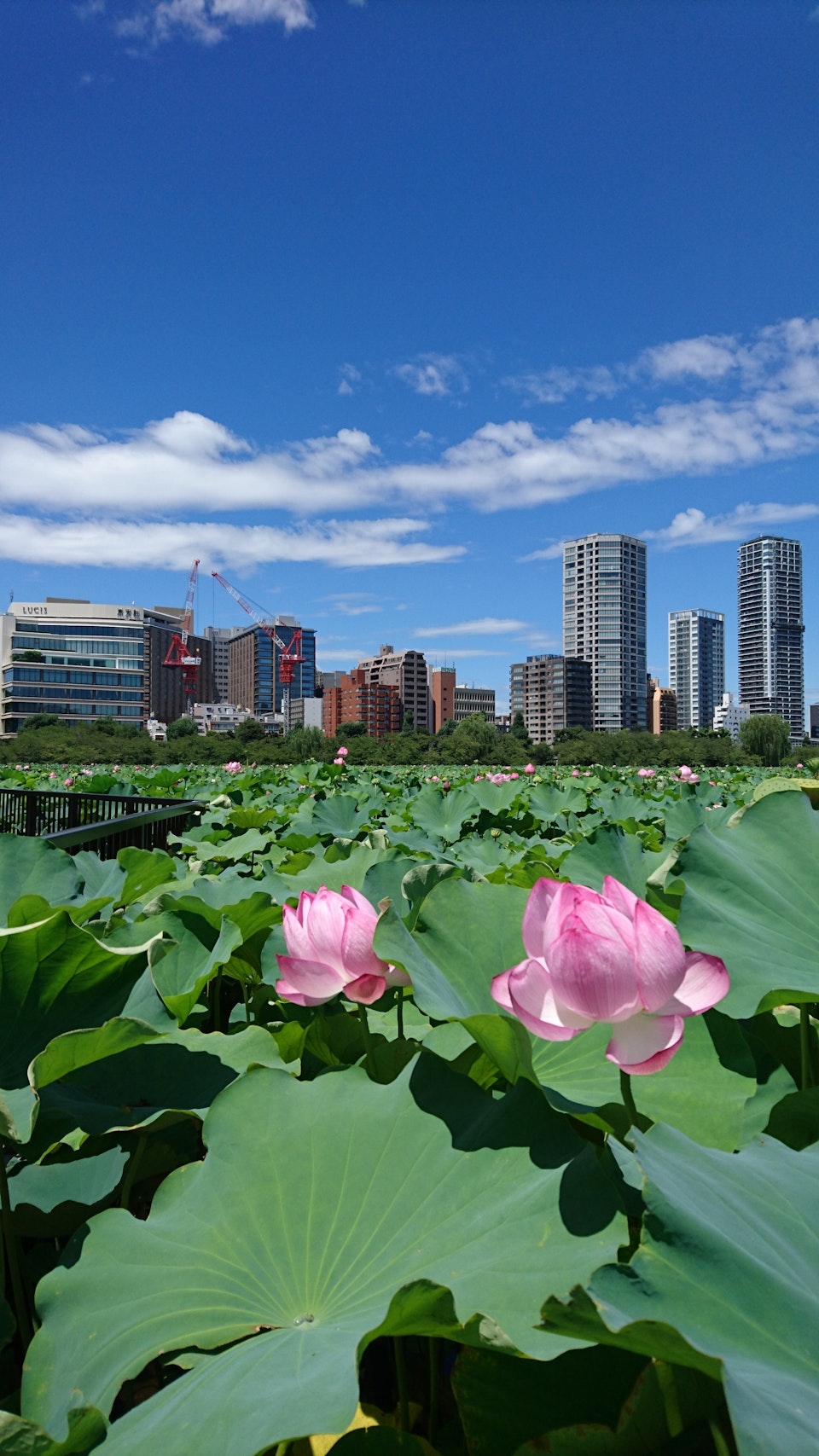 148846_original?auto=format&