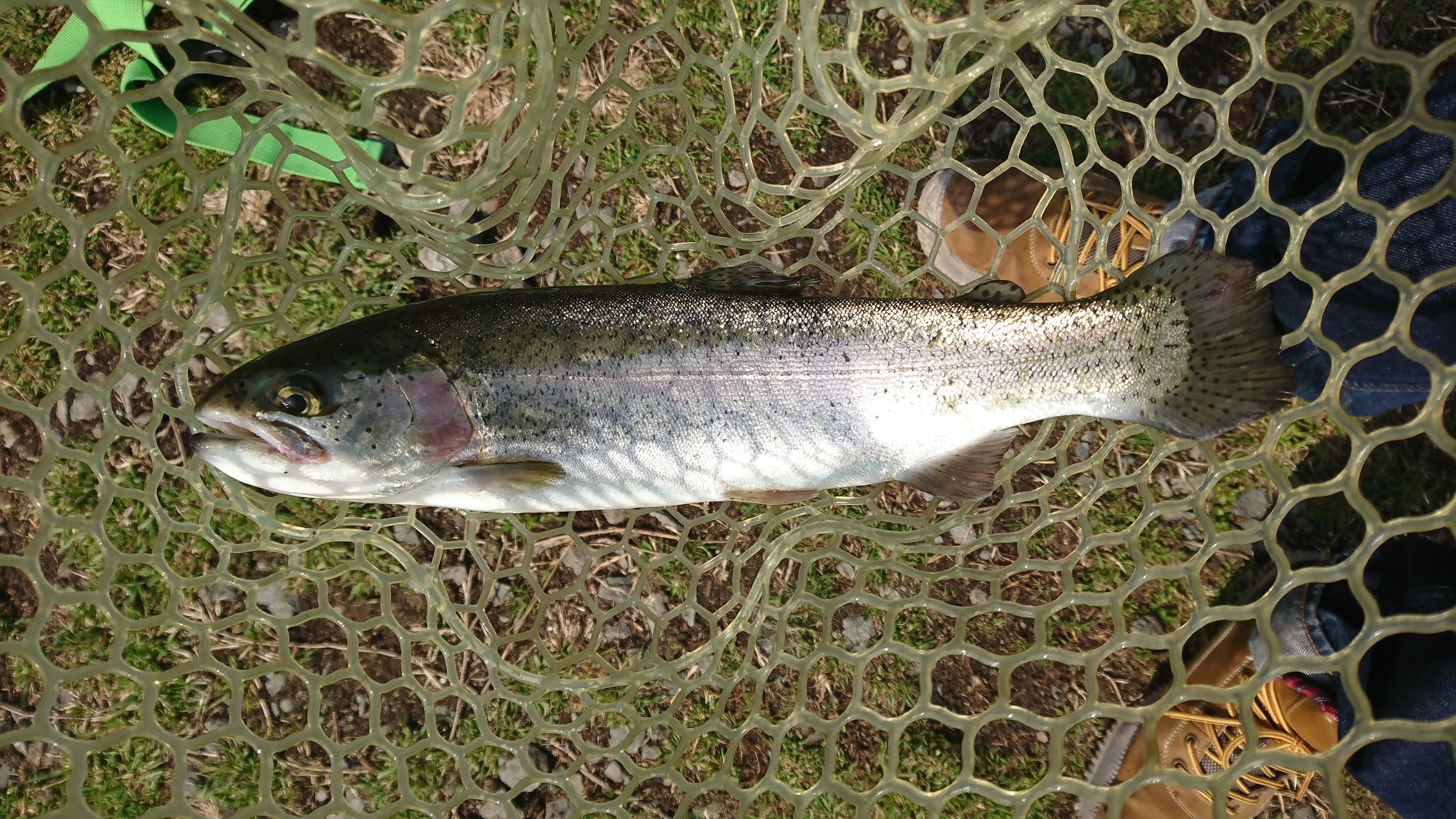 魚のさばき方人気体験ランキング Aini アイニ 夢中が集まる体験プラットフォーム