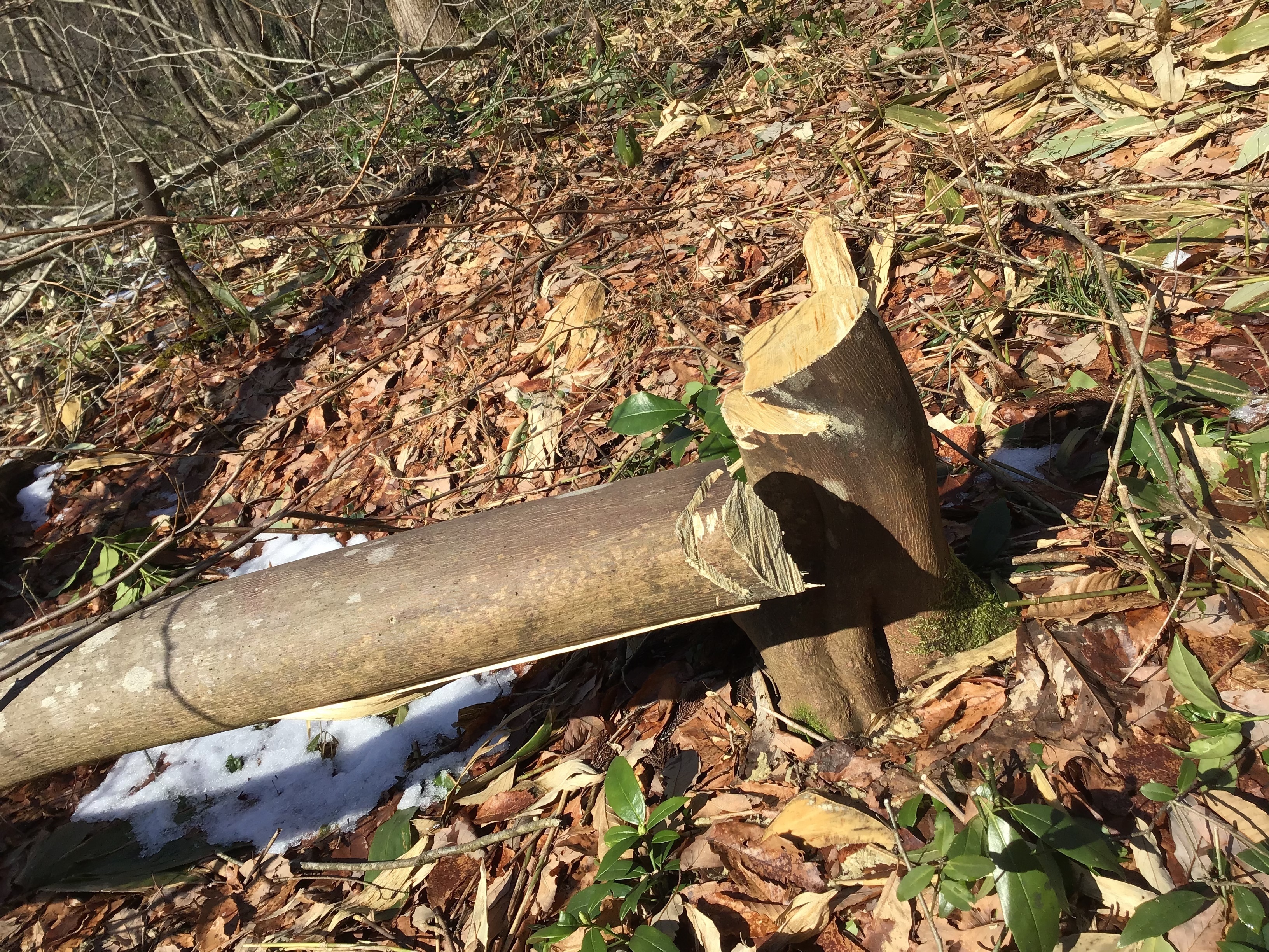 伐採体験人気体験ランキング Aini アイニ 夢中が集まる体験プラットフォーム