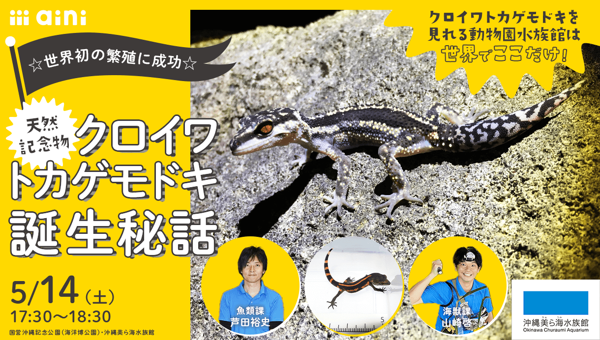 ☆世界初の繁殖に成功☆天然記念物！クロイワトカゲモドキ誕生秘話