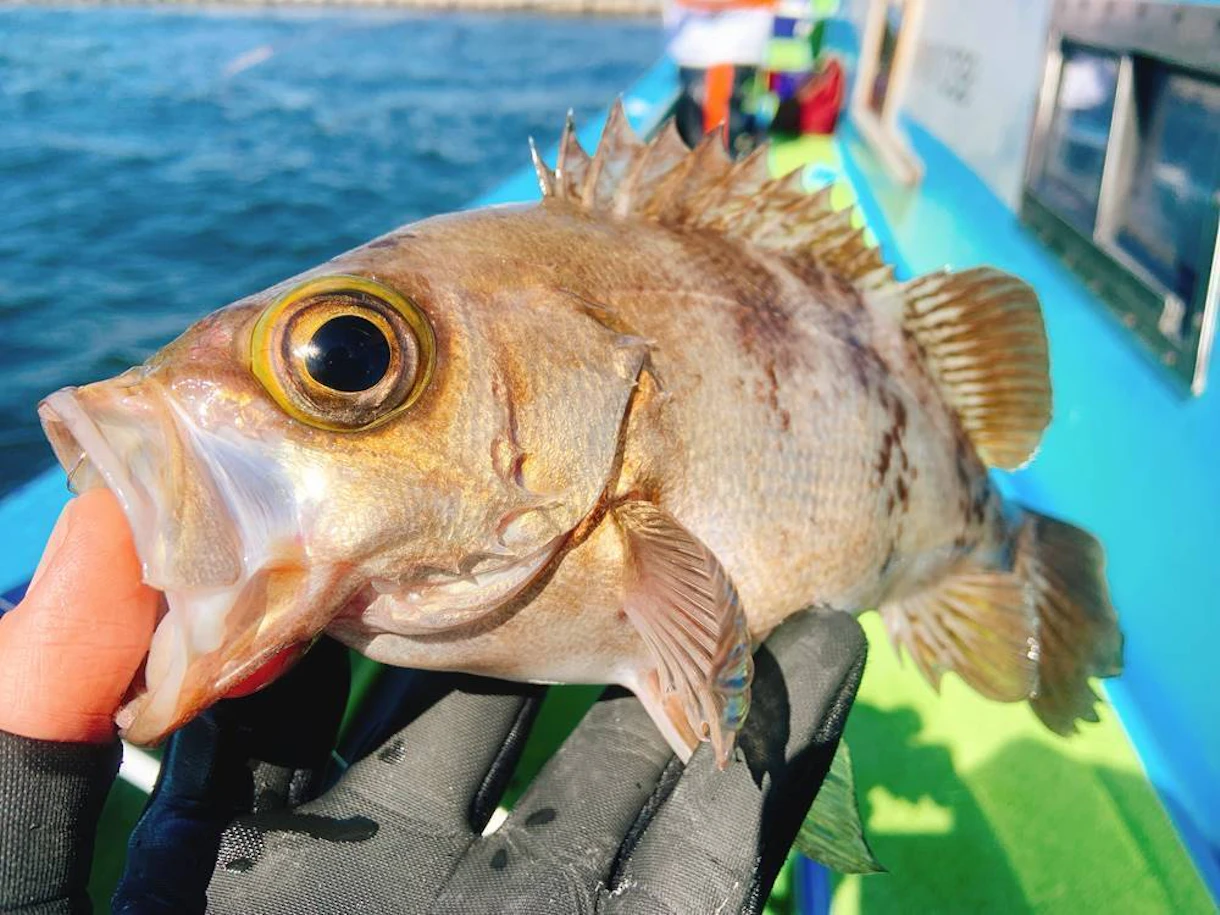 2月】東京湾に春を告げる「エビメバル釣り」教室をスタートします