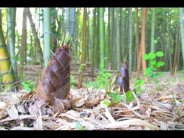 子供向け タケノコ掘り おすすめ体験ランキング