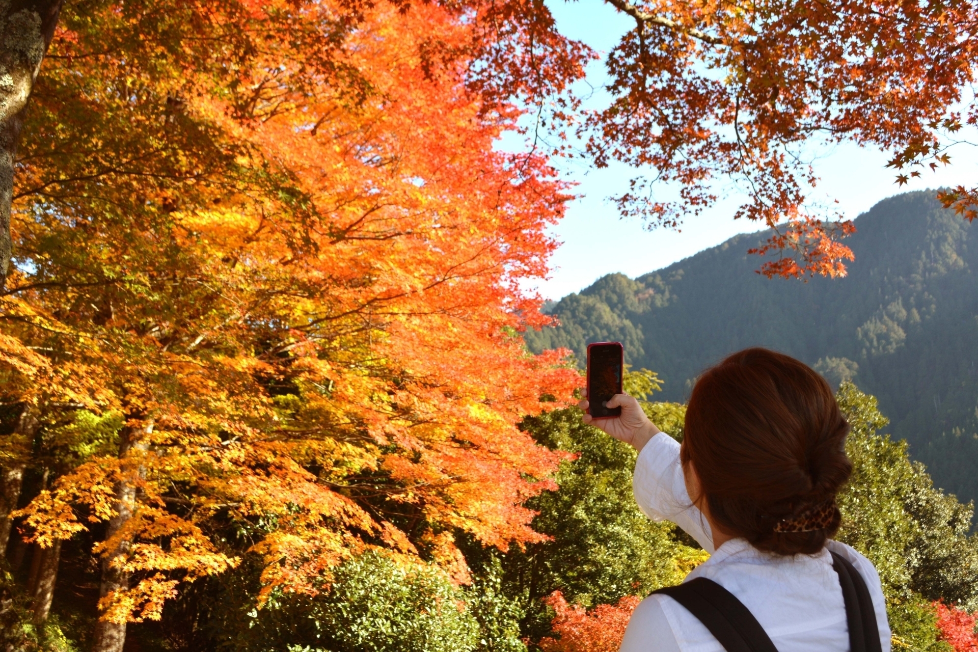 神奈川県の森林浴おすすめ体験ランキング Aini アイニー 夢中が集まる体験プラットフォーム