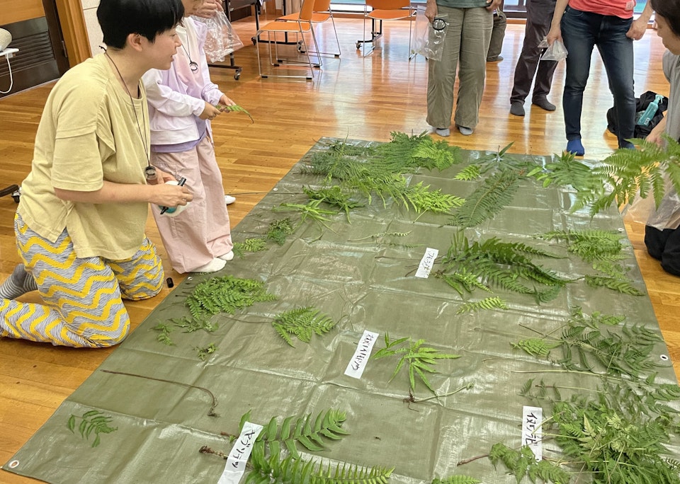 ★ヘイケイヌワラビ 胞子培養苗 国産種で最も珍しいシダのひとつ 常緑 半額満載！スーパーSALE グランドセール！ ☆ヘイケイヌワラビ