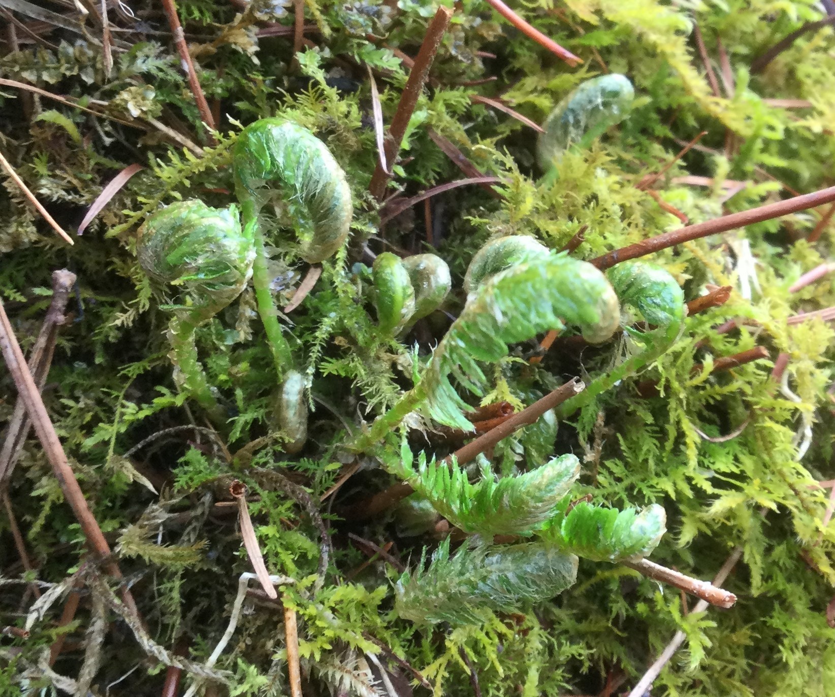 シダってつまらない植物 Aini アイニー 夢中が集まる体験プラットフォーム